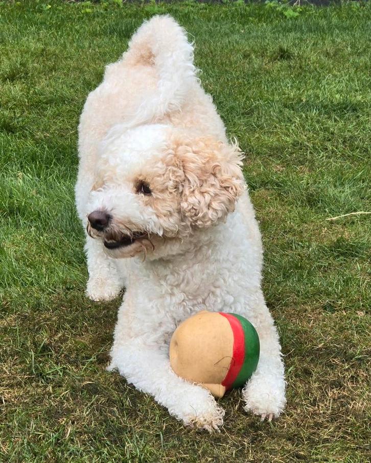 Dekreu maltipoo multigen, Dieren en Toebehoren, Honden | Dekreuen, Reu, Particulier, Eén hond, Nederland, 3 tot 5 jaar, CDV (hondenziekte)