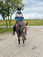Hele lieve koffievos merrie 4 jaar d pony en zadelmak, Merrie, Zadelmak, 3 tot 6 jaar, Gechipt