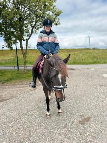 Hele lieve koffievos merrie 4 jaar d pony en zadelmak beschikbaar voor biedingen