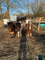 Opzoek naar een schuilstal!, Ophalen of Verzenden, Zo goed als nieuw