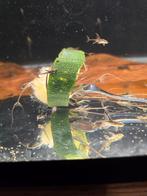 Sturisoma festivum c.a 6 cm, Dieren en Toebehoren, Vis, Zoetwatervis