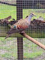 3-3 bronsvleugel duif van 2025 onverwant, Dieren en Toebehoren, Vogels | Overige Vogels