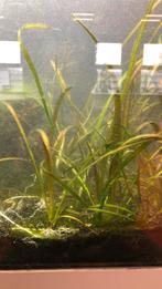 Vallisneria aquariumgras, Ophalen, Zo goed als nieuw, Plant(en), Steen of Hout