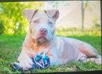 American Bully xl merle reu, Rabiës (hondsdolheid), 15 weken tot 1 jaar, Eén hond, Nederland