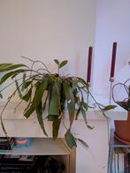 Epiphyllum Anguliger - Zaagcactus, Ophalen, Halfschaduw, Minder dan 100 cm, Groene kamerplant