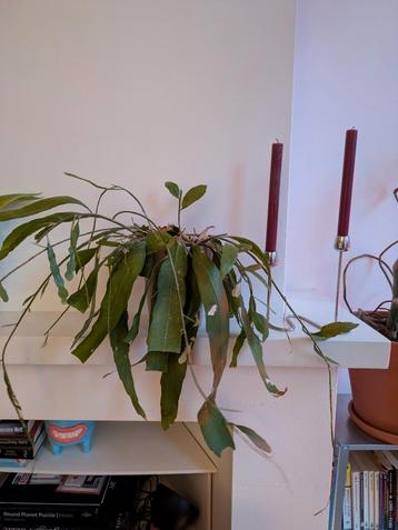 Epiphyllum Anguliger - Zaagcactus beschikbaar voor biedingen