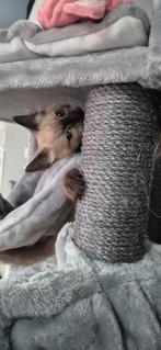 Ragdoll kittens, Dieren en Toebehoren, Katten en Kittens | Raskatten | Langhaar, Meerdere dieren, Gechipt