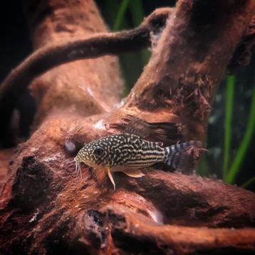 10 x corydoras sterbai 3 cm €5.50 per stuk & 10 voor €52.50 beschikbaar voor biedingen