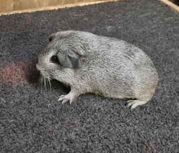 Cavia's Gladhaar zilver agouti van showfokker  beschikbaar voor biedingen