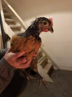 Vorwerk en Australorp haan, Dieren en Toebehoren, Pluimvee, Mannelijk, Kip