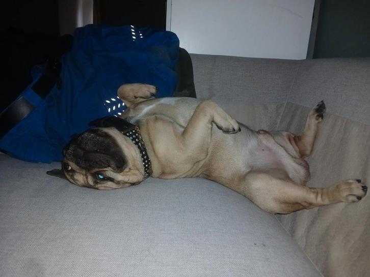 FRANSE Bulldog reu “Richi” beschikbaar voor dekking, Dieren en Toebehoren, Honden | Dekreuen, Reu, Particulier, Eén hond, Nederland
