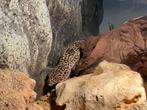 Luipaardgekko met terrarium en veel toebehoren, Dieren en Toebehoren, Reptielen en Amfibieën, Hagedis, Met terrarium, 3 tot 6 jaar