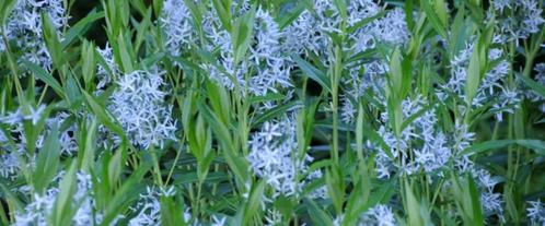 Zaden Amsonia tabernaemontana (Stermaagdenpalm), Tuin en Terras, Bloembollen en Zaden, Zaad, Voorjaar, Volle zon, Verzenden