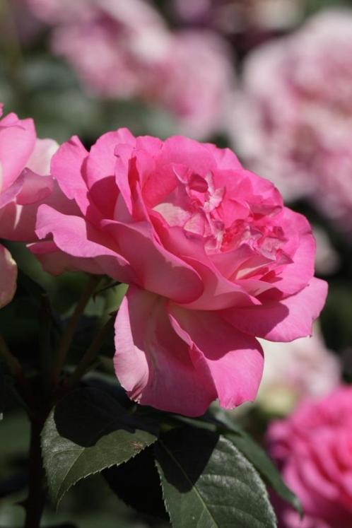 Rosa Borneo Odore THEE Geurend, snijroos, potroos, geurroos, Tuin en Terras, Planten | Tuinplanten, Vaste plant, Overige soorten