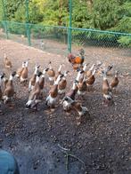 Loopeenden reebont, Dieren en Toebehoren, Pluimvee, Meerdere dieren, Eend