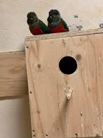 Tekoop Pyhurra s perlata