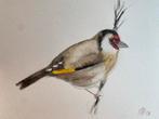 Origineel aquarel puttertje, Dieren en Toebehoren, Vogels | Overige Vogels, Mannelijk