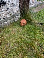Cavia zeugje (rood), Dieren en Toebehoren, Knaagdieren, Oktober, Vrouwelijk, Cavia