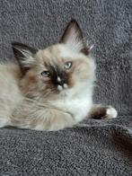 Ragdoll kittens ❤💙 mitted, Dieren en Toebehoren, Katten en Kittens | Raskatten | Langhaar, Meerdere dieren