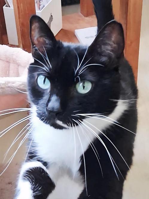 Zeer aanhankelijk poesje, 1,5jr, gesterilis./chip/ingeent, Dieren en Toebehoren, Katten en Kittens | Overige Katten, Kortharig