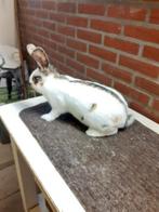 Te koop rijnlander voedster, Dieren en Toebehoren, Konijnen, Vrouwelijk