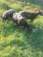 Dek Rammen., Dieren en Toebehoren, Schapen, Geiten en Varkens, Mannelijk, Schaap