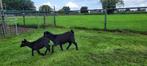 Te Koop: 2 Jonge Dwergbokjes zwart, Dieren en Toebehoren, Schapen, Geiten en Varkens, Mannelijk, Geit, 0 tot 2 jaar