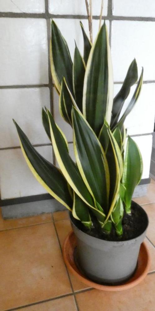 Kamerplant = Sansevieria - Vrouwentong - Geel Groen - 60cm, Huis en Inrichting, Kamerplanten, Overige soorten, Minder dan 100 cm