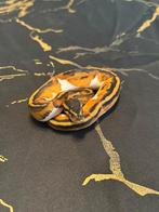 Baby Python Koningspython Piebald & Standard, Slang, 0 tot 2 jaar