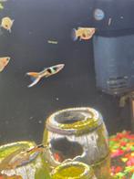 Groep endler guppies. Minimaal 50 stuks, Dieren en Toebehoren, Vis, Zoetwatervis