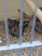 ZEBRAVINKEN: mannen en koppels ., Dieren en Toebehoren, Meerdere dieren