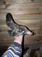 Jong haantje met hennetjes (serama Chabo), Dieren en Toebehoren, Pluimvee, Meerdere dieren, Kip