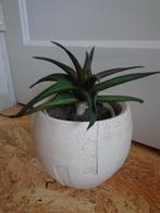 ALWORTHIA BLACK GEM in BEIGE POT, Huis en Inrichting, Ophalen, Overige soorten, In pot, Minder dan 100 cm