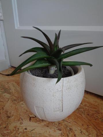 ALWORTHIA BLACK GEM in BEIGE POT beschikbaar voor biedingen
