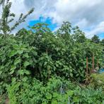 vijgenstruik, Ophalen, Volle zon, Overige soorten, 100 tot 250 cm