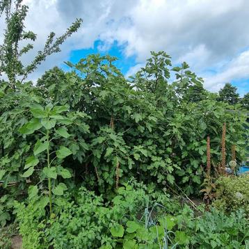 vijgenstruik  beschikbaar voor biedingen