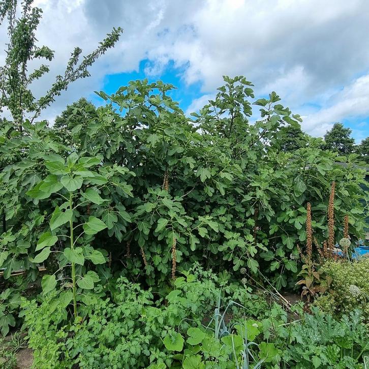vijgenstruik, Tuin en Terras, Planten | Bomen, Overige soorten, 100 tot 250 cm, Volle zon, Ophalen