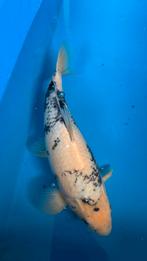 Koi Shiro Utsuri, Dieren en Toebehoren, Karper of Koi