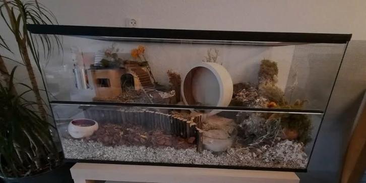GEZOCHT  hamster terarium, Dieren en Toebehoren, Knaagdieren en Konijnen | Hokken en Kooien, Zo goed als nieuw, Kooi, 60 tot 90 cm