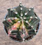 Cactus Gymnocalycium Mihanovichii p7 (B), Huis en Inrichting, Kamerplanten, Ophalen of Verzenden, Cactus, Volle zon, Minder dan 100 cm