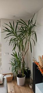 Yucca Elephantipes - 250 cm hoog, Verzenden, Halfschaduw, 200 cm of meer
