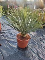 Mooie grote volle yucca rostrata planten spotgoedkoop, Tuin en Terras, Ophalen of Verzenden, Overige soorten, Volle zon