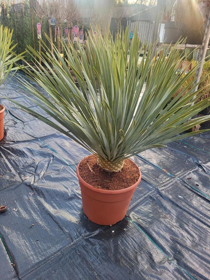 Mooie grote volle yucca rostrata planten spotgoedkoop, Tuin en Terras, Planten | Tuinplanten, Overige soorten, Volle zon, Ophalen of Verzenden