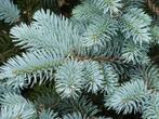 **ACTIE** Picea pungens glauca, Blauwspar aanplant kerstboom, Tuin en Terras, Ophalen of Verzenden, Overige soorten, Struik, Minder dan 100 cm