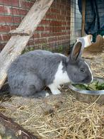 Lief konijn zoekt huisje, Dieren en Toebehoren, Konijnen, Mannelijk, Middelgroot, 0 tot 2 jaar