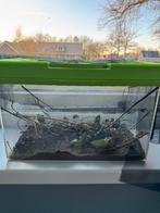 GRATIS wandelende takken, 11 stuks, Ophalen of Verzenden, Zo goed als nieuw, Sierelement