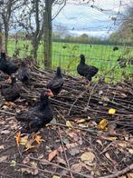 Barnevelders dubbelgezoomde groot hanen te koop., Dieren en Toebehoren, Pluimvee, Mannelijk, Kip