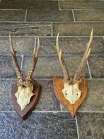 2 Mooie Ree Geweien Zes Enders Samen € 25  Jacht Mancave c61, Verzamelen, Dierenverzamelingen, Ophalen of Verzenden, Hert, Gewei of Kop