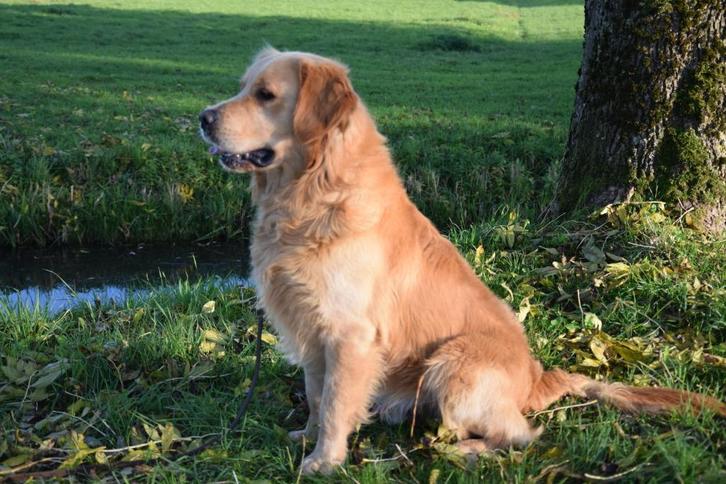 Golden Retriever dekreu met stamboom, Dieren en Toebehoren, Honden | Dekreuen, Reu, Fokker | Hobbymatig, Eén hond, Nederland, 1 tot 2 jaar