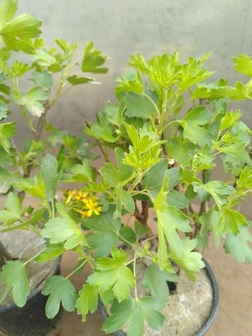 Ribes odoratum – Gele Ribes